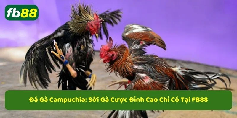Đá gà campuchia tổng hợp kèo cược đá gà hay nhất tại fb88