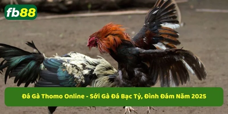 Mẹo chơi đá gà thôm online tại fb88