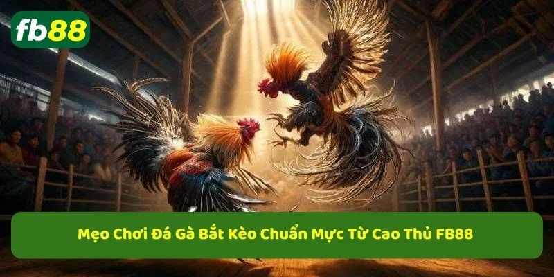Mẹo chơi đá gà trực tuyến dành cho anh em tân thủ